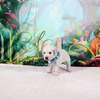 コトリの子(父犬:ナイト) 2025年8月23日生れⅡ 9月19日撮影