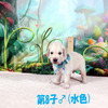 コトリの子(父犬:ナイト) 2025年8月23日生れⅡ 9月19日撮影