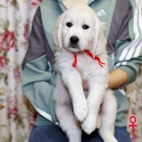2025年8月23日生れのコトリの子(父犬:ナイト) ♀(赤い首輪)