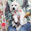 2025年8月23日生れのコトリの子(父犬:ナイト) ♀(赤い首輪)