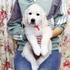 2025年8月23日生れのコトリの子(父犬:ナイト) ♀(赤い首輪)