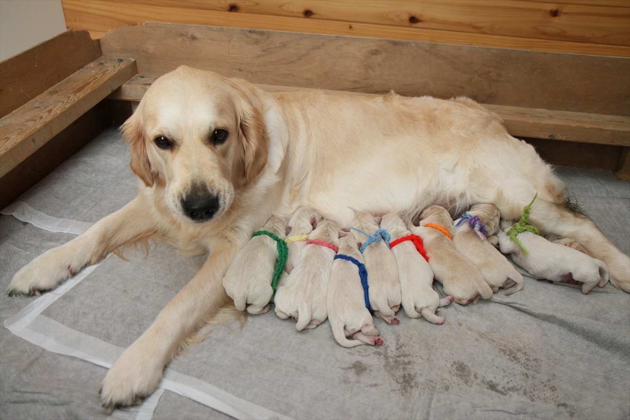 ホープの仔犬 2014.12.03.生れⅠ 父犬 エミル 出産日当日/Puppies 英国ゴールデンのブリーダー