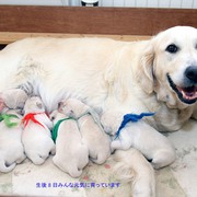 Puppiesにキャンディの仔犬 Ⅱ 生後8日をアップしました。