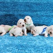 Puppiesにｷｬﾝﾃﾞｨの仔犬 Ⅲ 生後18日をアップしました。