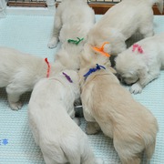 Puppiesに「ホープの仔犬Ⅲ-1,2 生後1ヶ月」をアップしました。