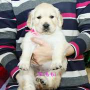 Puppies にホープの仔犬 2018年11月生れⅢ-1,2 アップしました。