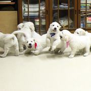 Puppies にひまわりの仔犬 2020.08.14.生れⅣを アップしました。