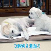 Puppies にひまわりの仔犬 2021年4月生れⅢ-1,2を アップしました。