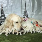 Puppies にカシーの子犬 2022年2月10日生れⅠをアップしました