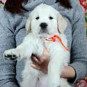 Puppiesにカシーの子犬2022年2月10日生れⅢをアップしました。
