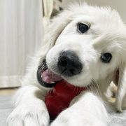 Puppies にカシーの子犬 2022年2月10日生れⅣをアップしました。