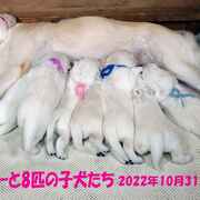 Puppiesにカシーの子犬 2022年10月31日生れⅠをアップしました