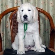 リサの子犬(父犬:ナイト) 2022年12月13日生れ  ♂(緑)　