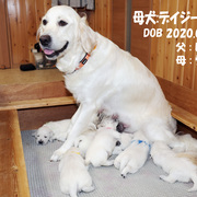 Puppiesにデイジーの子犬 '23年8月15日生れⅠをアップしました