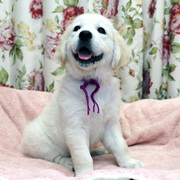 Puppiesに デイジーの子犬 2023年8月生れⅡをアップしました