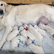 Puppiesにカシーの子犬 2024年1月18日生れ Ⅰをアップしました。