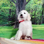Puppiesにリサの子犬たち2025年2月10日生れをアップしました