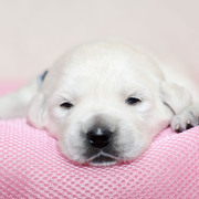 Puppiesに うた の子犬2025年5月24日生れⅠをアップしました。