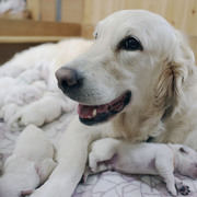 Puppiesにカシーの子犬2025年6月9日生れⅠをアップしました。