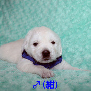 Puppiesに うた の子犬2025年5月24日生れ Ⅱをアップしました。