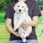 カシーの子犬6頭を公開販売いたします。仮予約されていない一般の方も参加可能です。