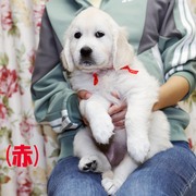 Puppiesに コトリの子♀(赤) (父犬:ナイト) をアップしました。